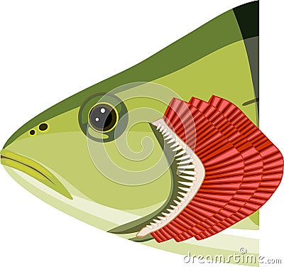 Fish head with gills isolated on white. Educational material with for biology lesson Vector Illustration